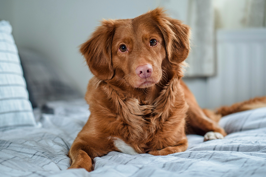 View of Autoimmune Disease In Dogs | OPTIMUM